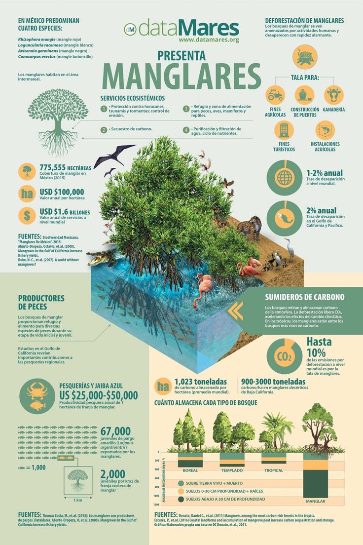 infografia